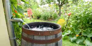 gathering rain water for the garden