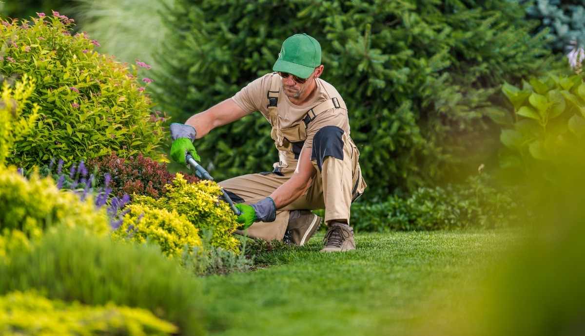 shrub pruning in garden