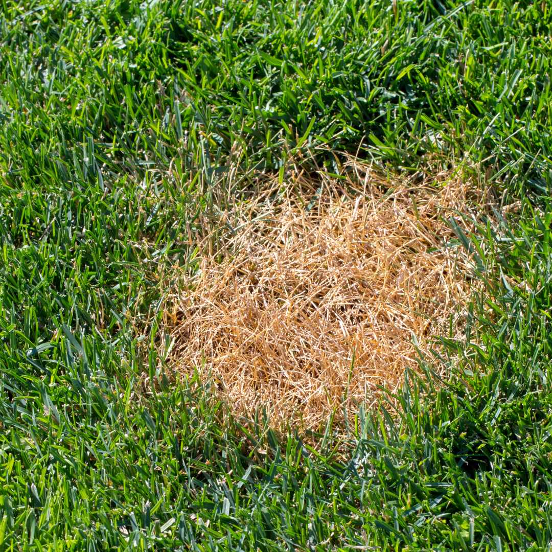 Lawn disease