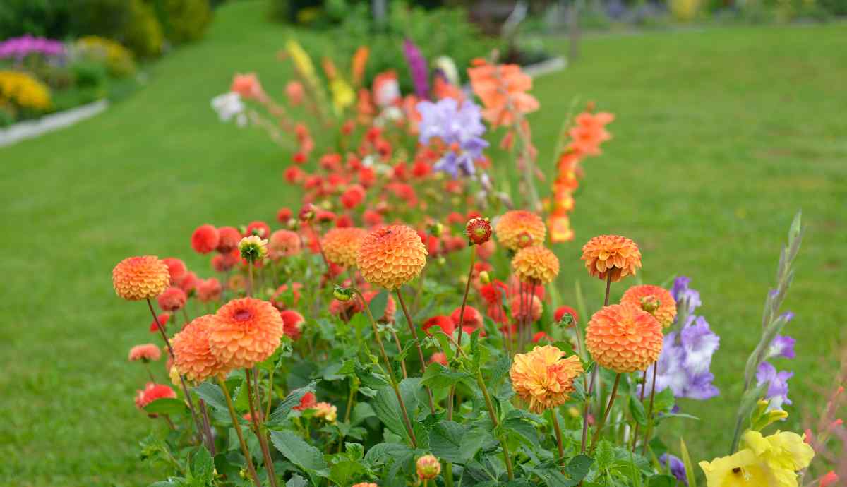 flowers landscaping