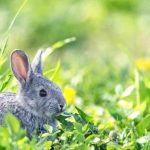 rabbit in yard