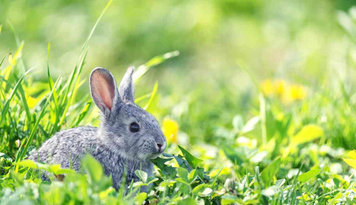 rabbit in yard