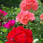 pink and red geraniums