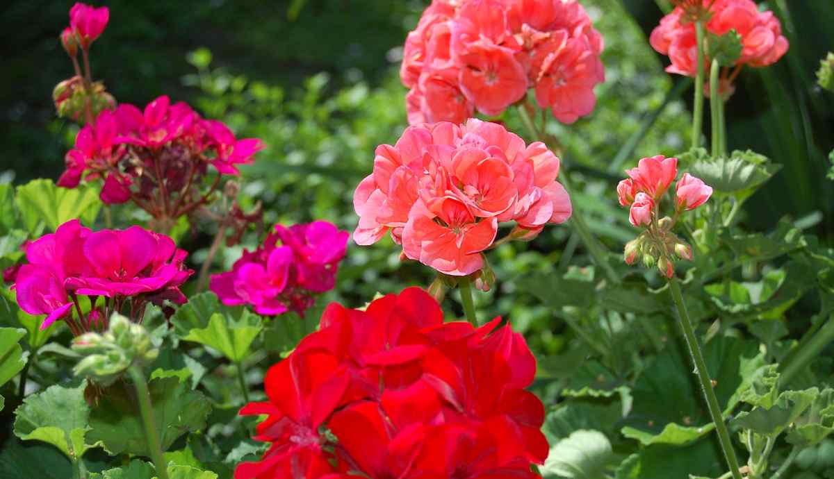 pink and red geraniums