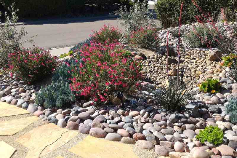 xeriscape