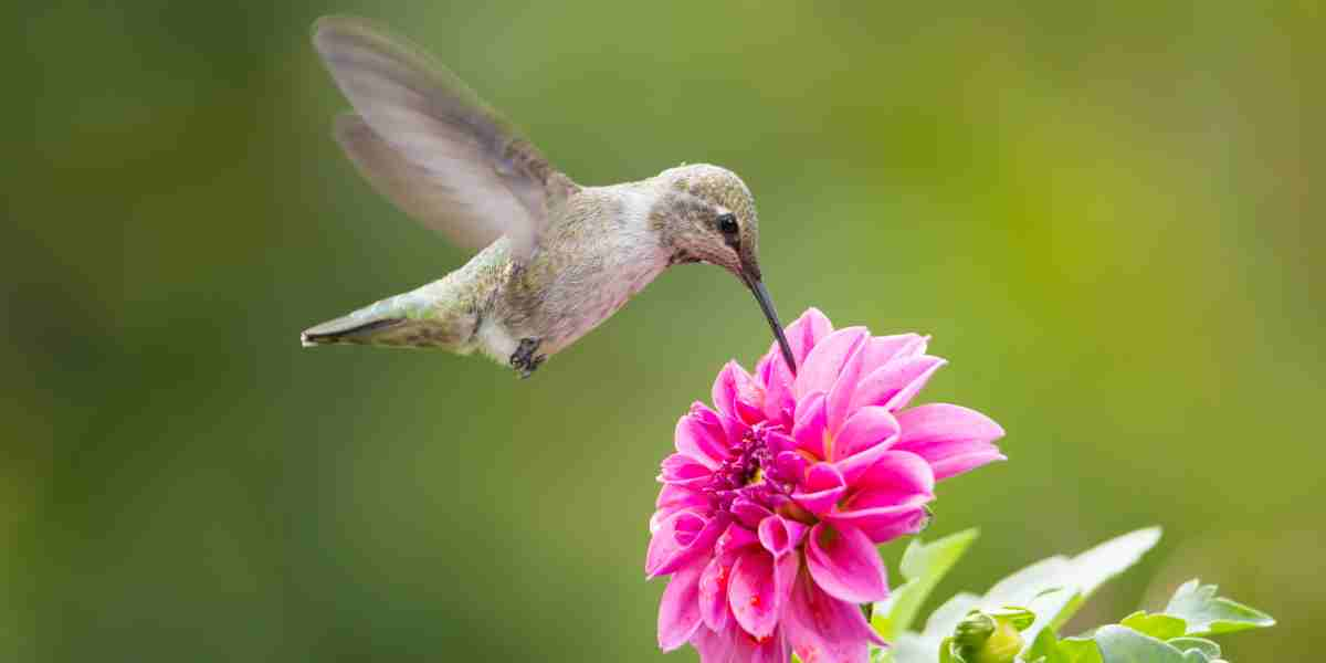 humming bird