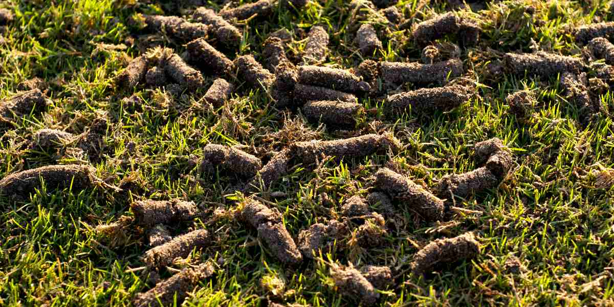 aeration on a lawn