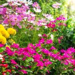 Flowers in a garden