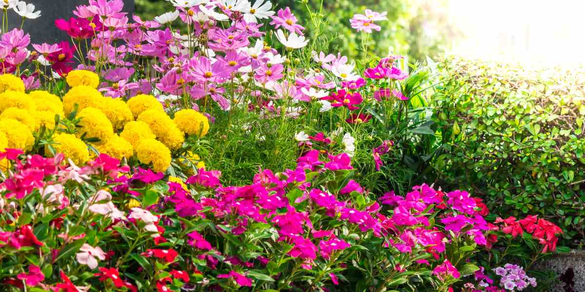 Flowers in a garden