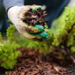 Laying down protective mulch