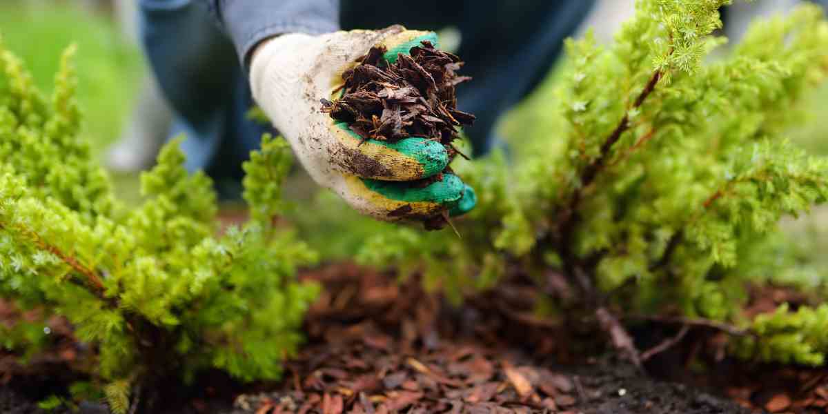 Laying down protective mulch