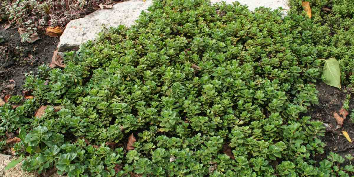 Ground Cover Green
