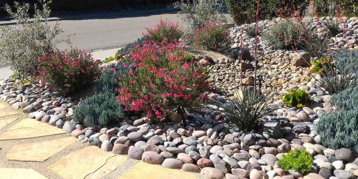 Xeriscaping front yard