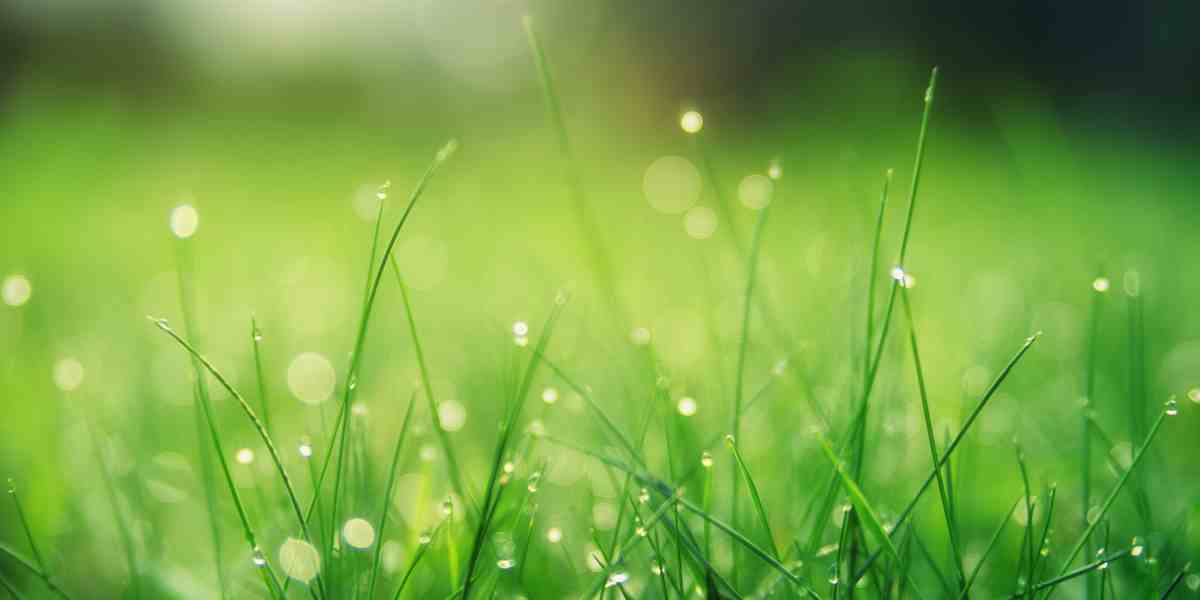 winterizing your grass