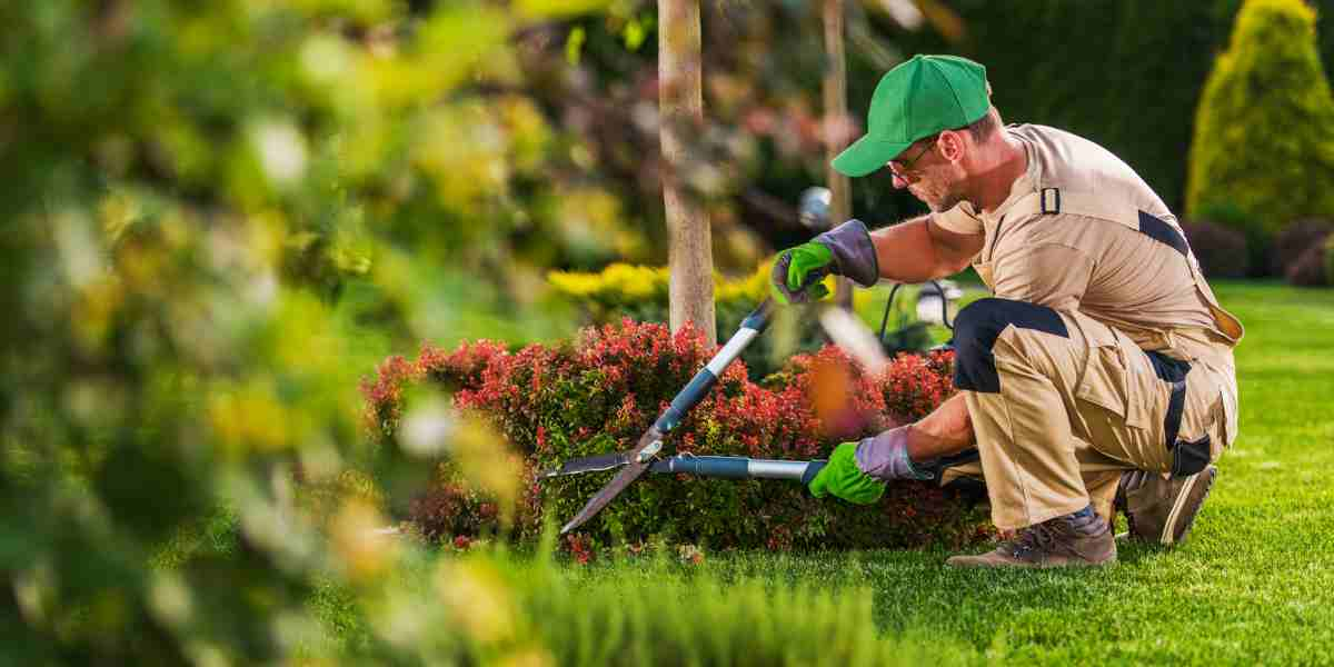 man trimming a shrub