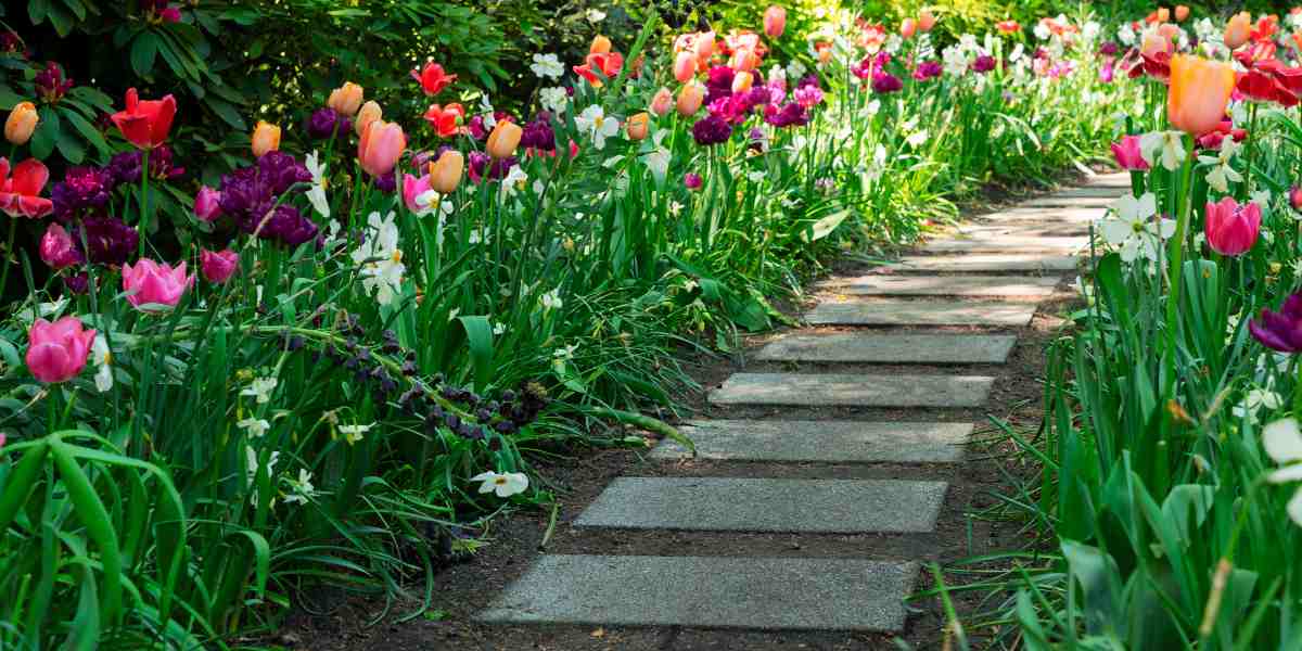 walkway with tulips
