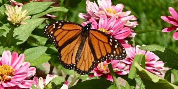 butterfly on a flower