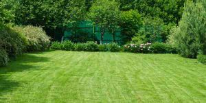 green manicured lawn